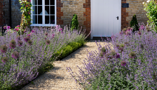 Tanaman lavender di sepanjang jalan